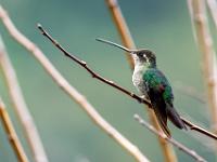 Grüner Kolibri mit langem Schnabel